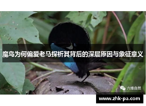 魔鸟为何偏爱老马探析其背后的深层原因与象征意义